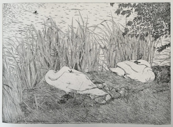 Sleeping Swans and Cygnets, Etching, 30 x 42cm, €250