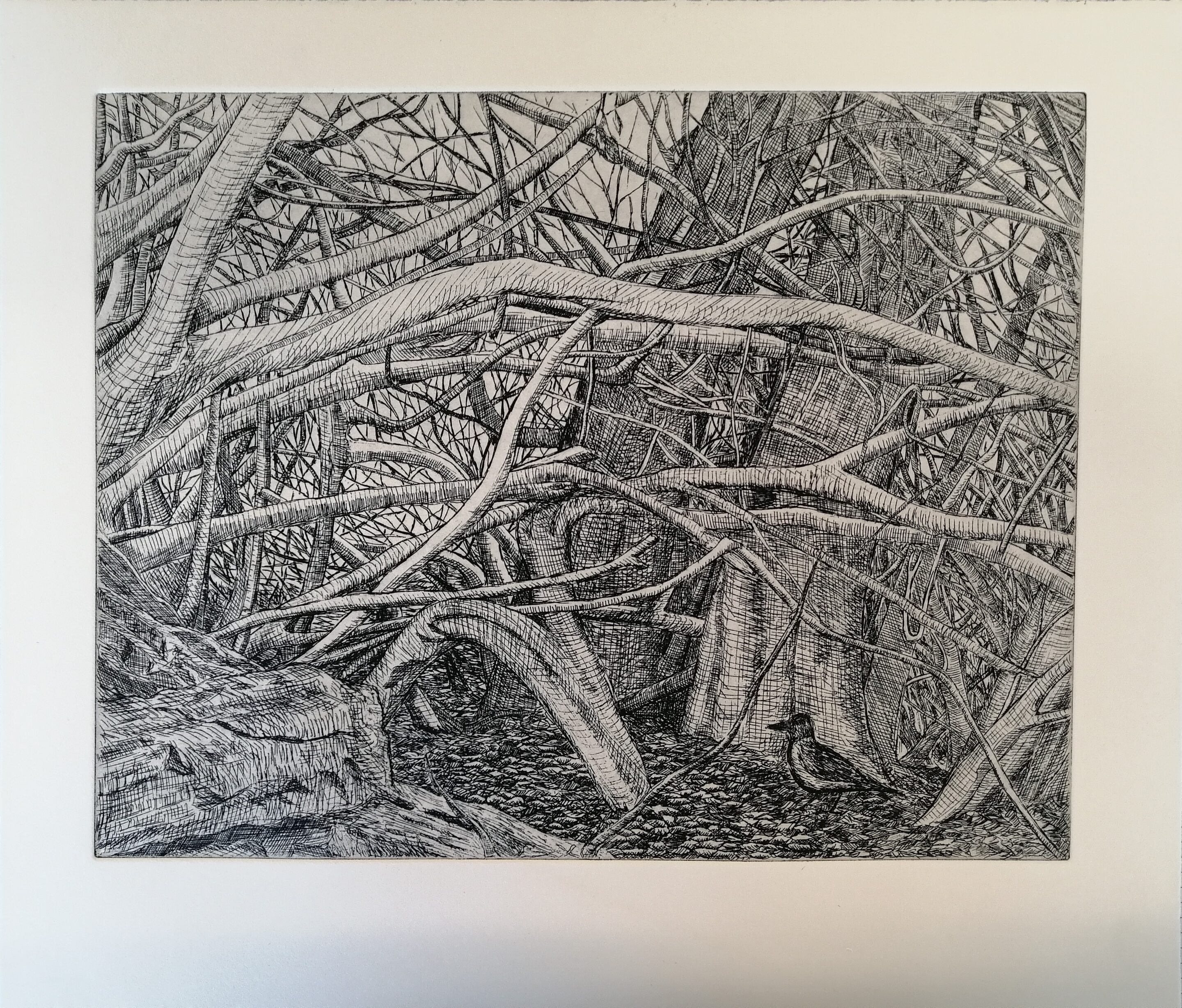 Eimhin Farrell, Tangled Branches with Hooded Crow, Etching, 38 x 33cm, €300